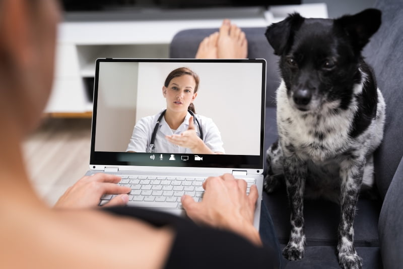 Teleconsulta para pets é liberada pelo conselho de Veterinária