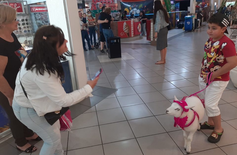 Pets ‘incomuns’ são sensação e tomam os lares marilienses