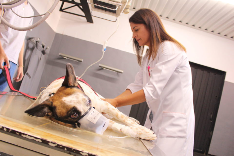 Hospital Veterinário da Unimar é centro de cuidados animais