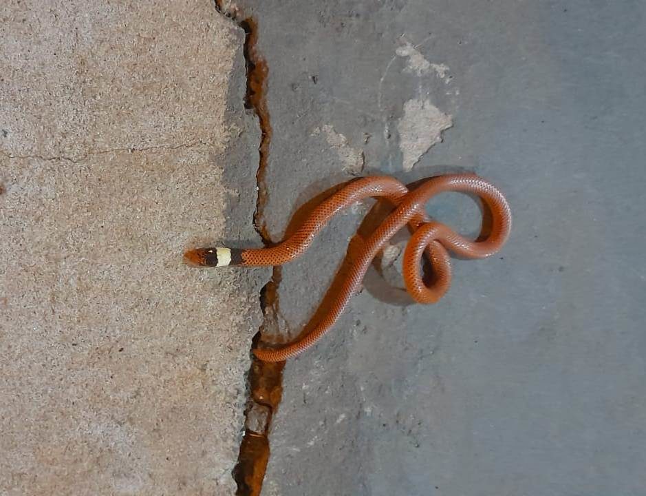 Cobras invadem casas e assustam moradores na zona Sul