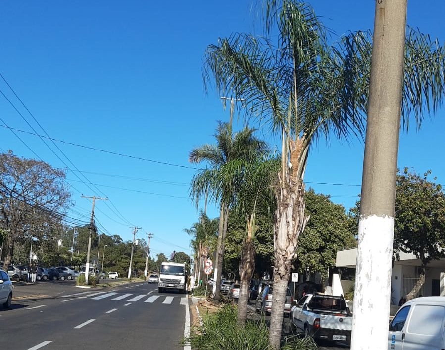 Município intensifica o serviço de poda de árvores