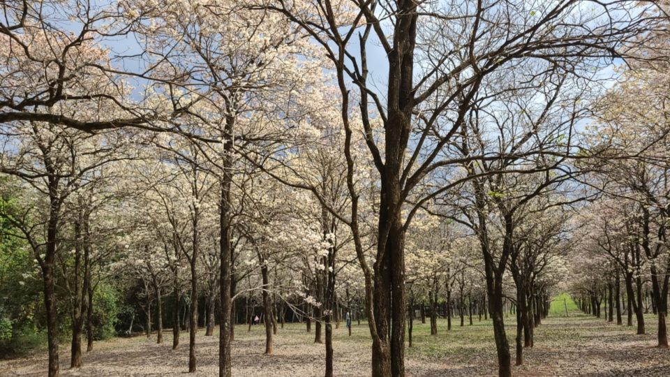 Florada dos ipês brancos vira atração no Bosque Municipal