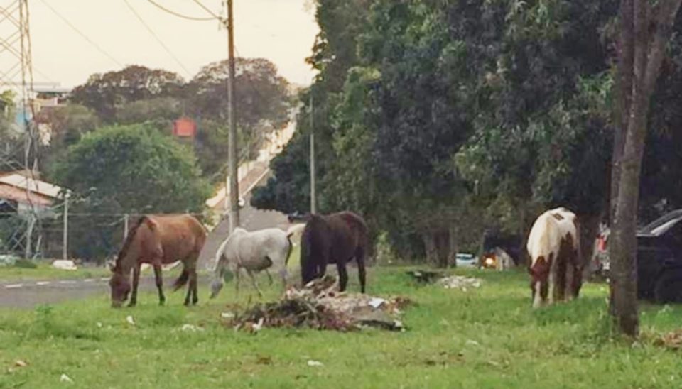 Em apenas um dia, Prefeitura resgata cinco cavalos soltos