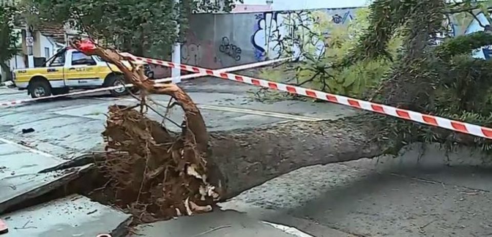 SP tem 196 chamados para quedas de árvores após ventos fortes