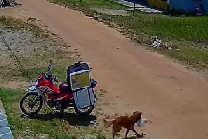 Cachorro furta pedido durante entrega e deixa motoboy confuso