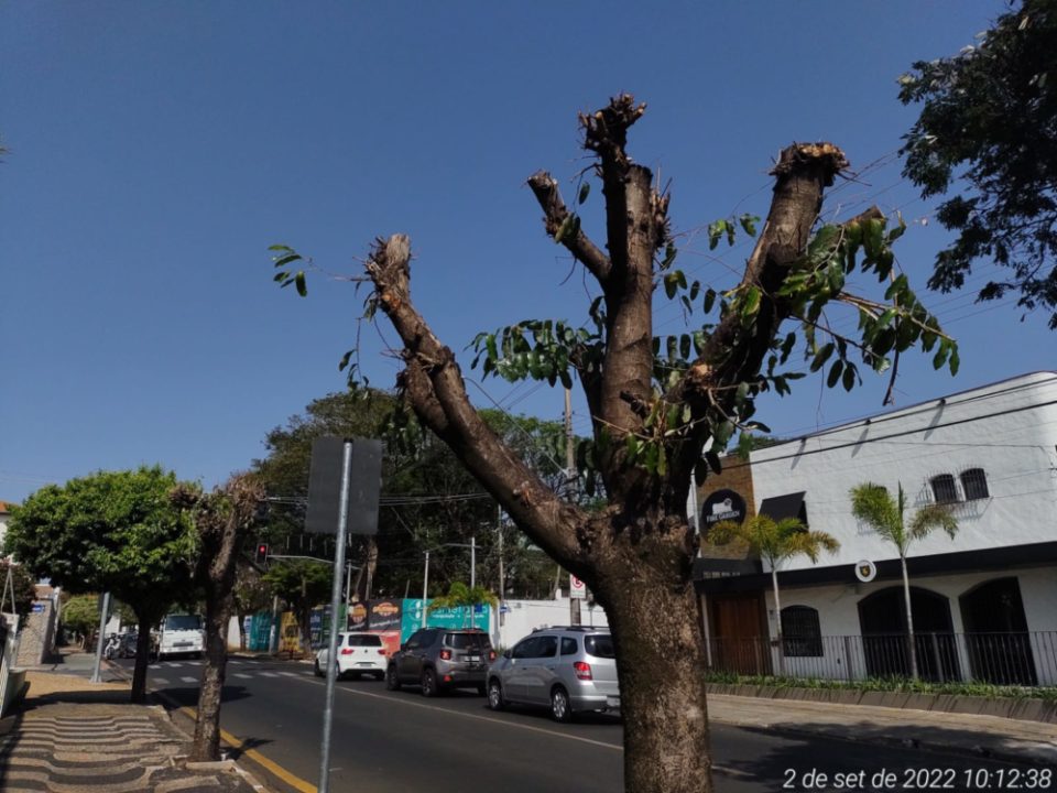 Meio Ambiente orienta sobre a poda correta das árvores