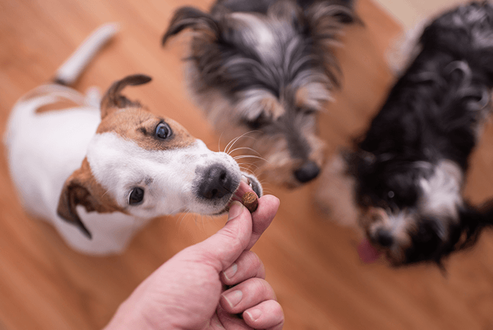 Petiscos contaminados mudam a rotina dos donos de cães