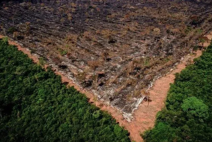 Amazônia tem quase 40% de extração de madeira ilegal, diz estudo