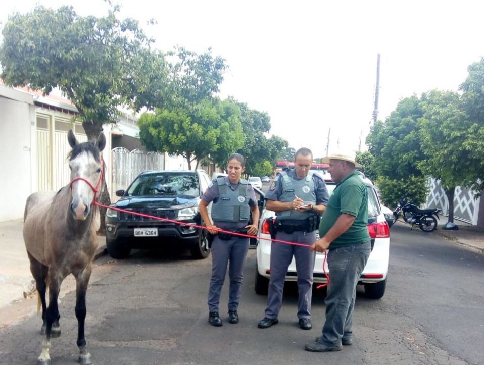 Garça inicia recolhimento de animais na área urbana