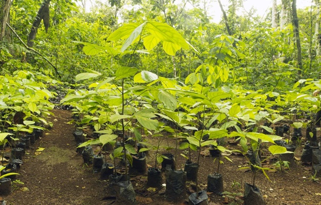 Empresas se unem para plantar 2 bilhões de árvores