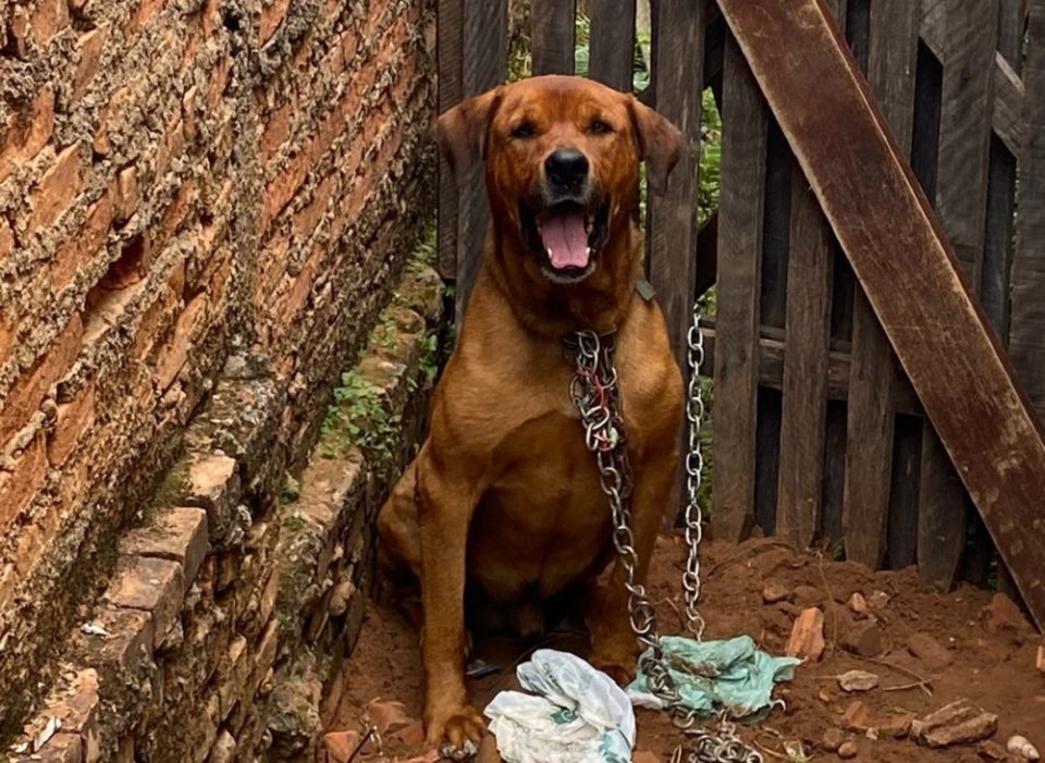 Cachorro é encontrado acorrentado em meio a fezes e sem comida