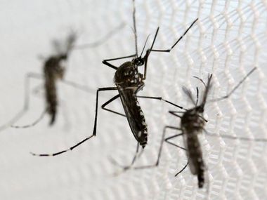 Brasil se aproxima de bater recorde anual de mortes por dengue