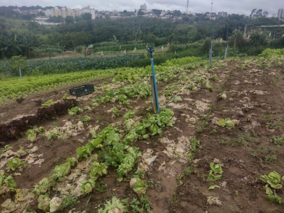 Chuvas já começam a prejudicar produtores de hortifrúti em Marília