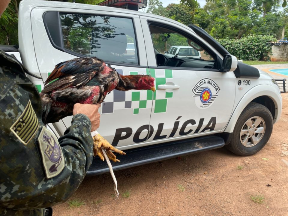 Ambiental flagra galos de rinha em sítio de Marília