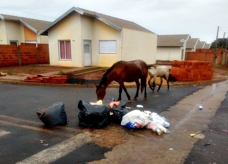 Assis reforça apreensão de animais de grande porte