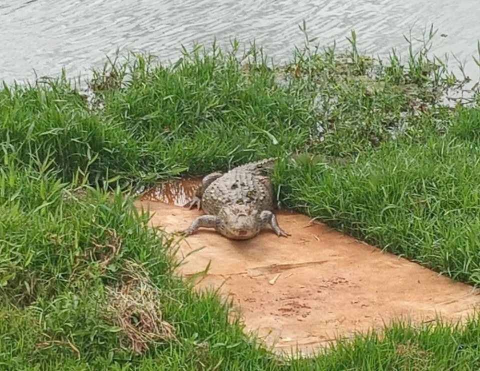 Ourinhos organiza retirada de jacaré do lago