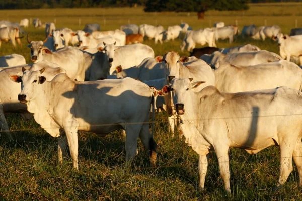 Governo confirma caso de doença da ‘vaca louca’ no Pará