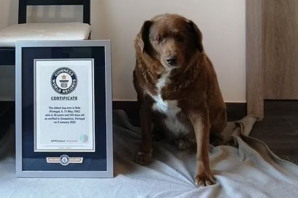 Guinness elege cão de 30 anos como o mais velho do mundo