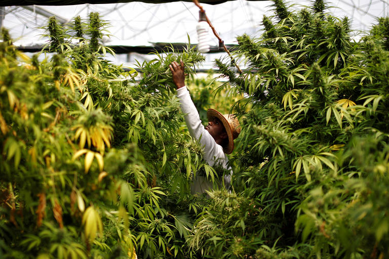 Venda nas farmácias de produtos à base de cannabis cresce 342,3%