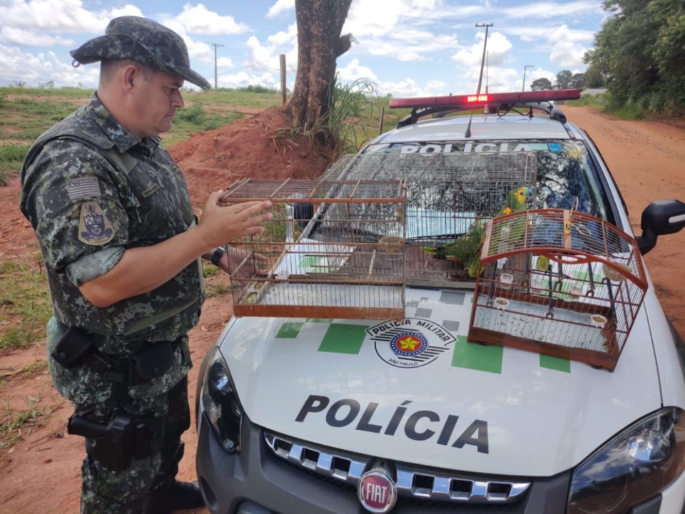 Ambiental multa mãe e filho por aves em cativeiro