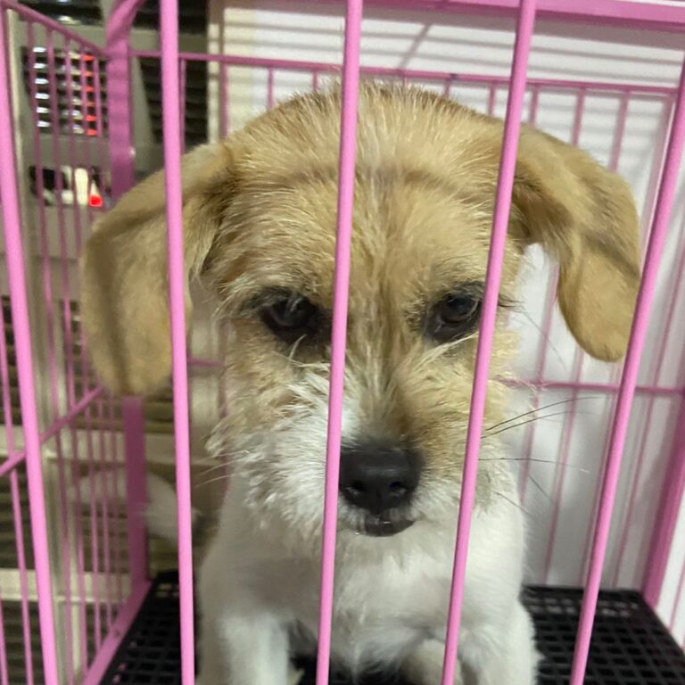 Denunciado por áudio, tutor é condenado por maus-tratos a animais em Marília