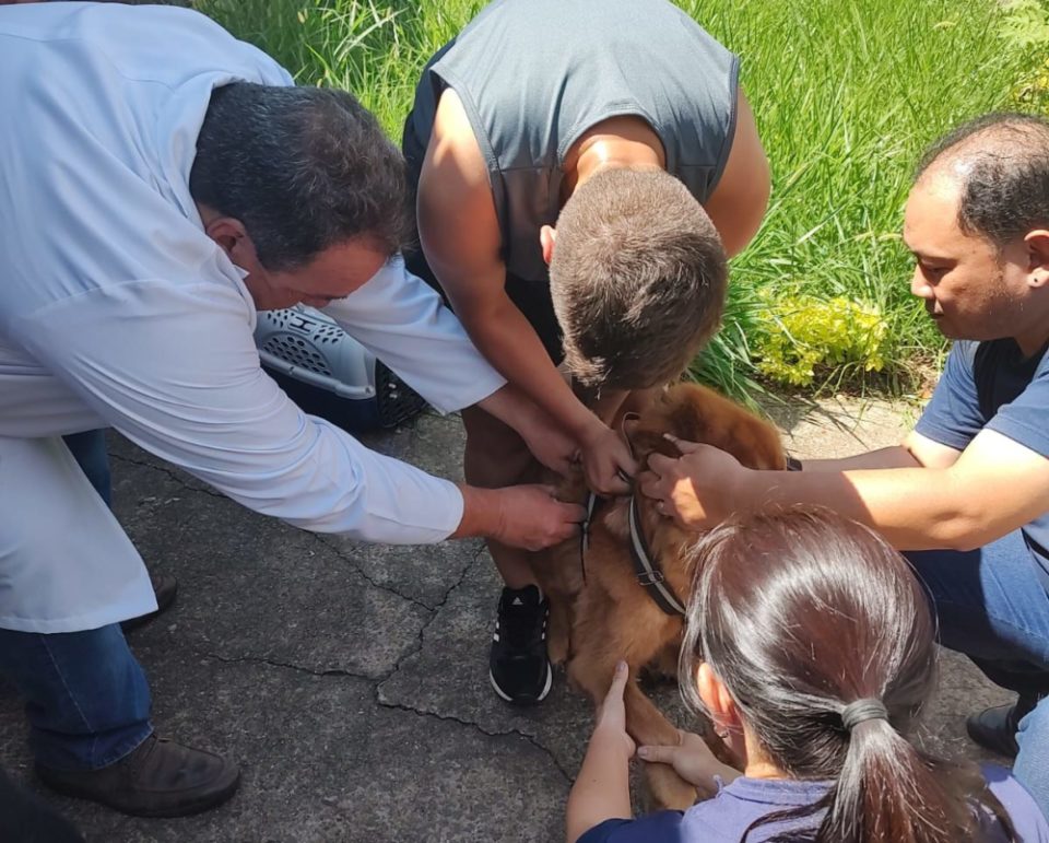 Vacinação contra raiva chega a mais de 400 cães e gatos