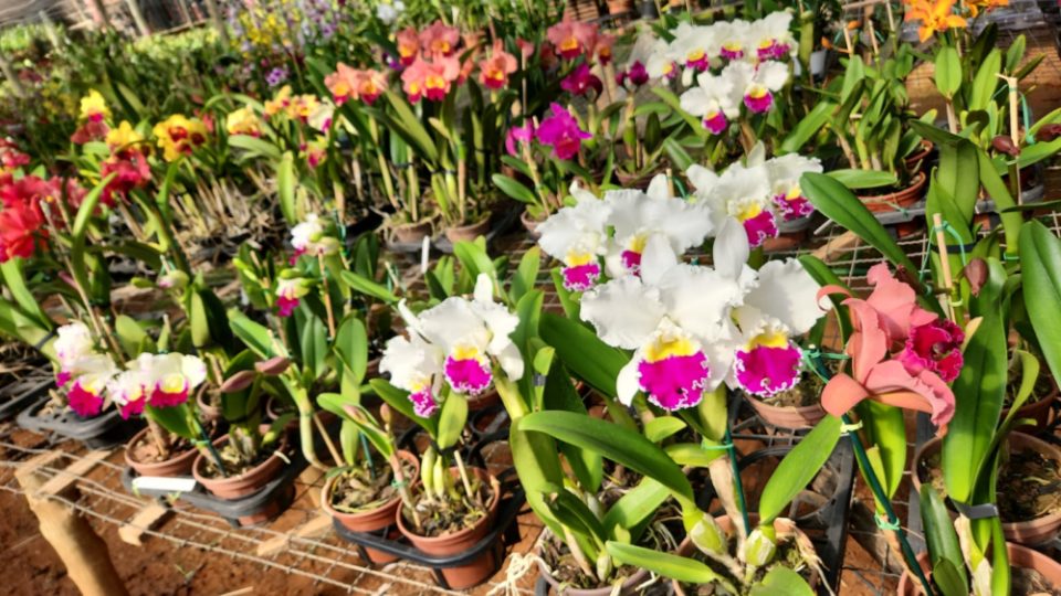 Marília recebe 54ª Exposição Nacional de Orquídeas