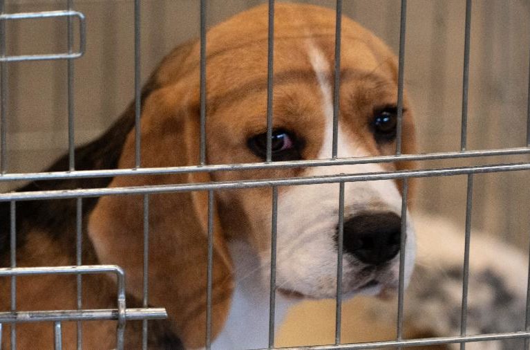 Governo proíbe uso de animais em testes de cosméticos