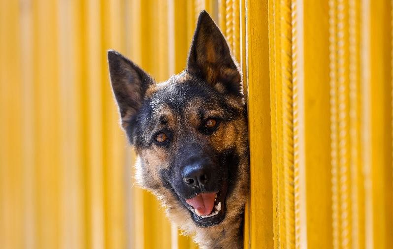Lei exige que donos de cachorro passem por curso na Espanha