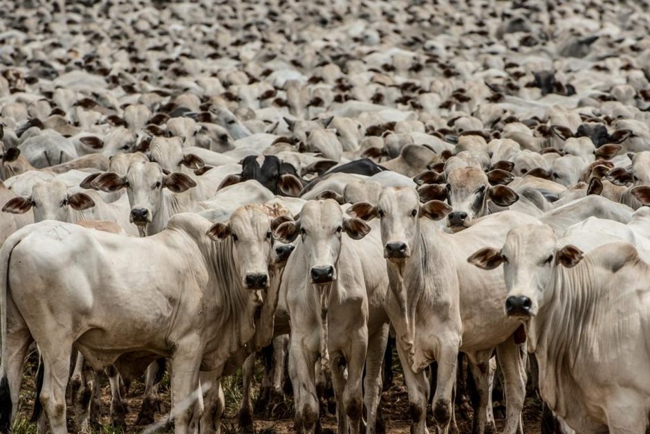 Com 400 mil bovinos, região é afetada com embargo chinês