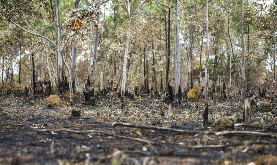 Brasil queimou área equivalente a Colômbia e Chile