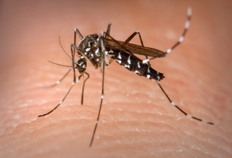 Lins confirma primeira morte por dengue neste ano