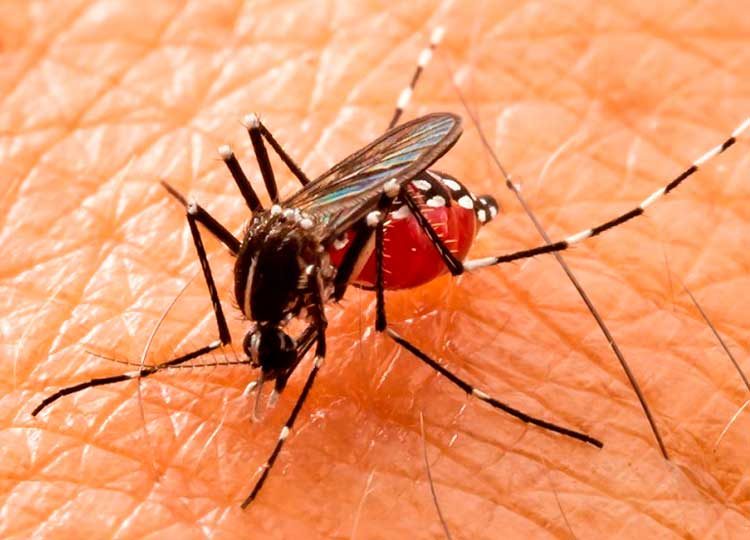 Assis registra 946 novos casos de dengue em sete dias