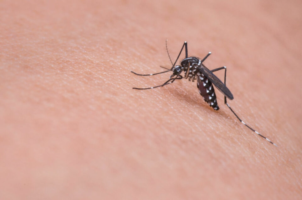 Bauru e Lins confirmam novas mortes por dengue