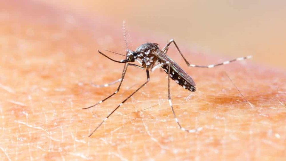 Bauru tem 1º caso de chikungunya em 2023