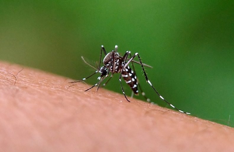 Garça confirma primeiro caso importado de chikungunya