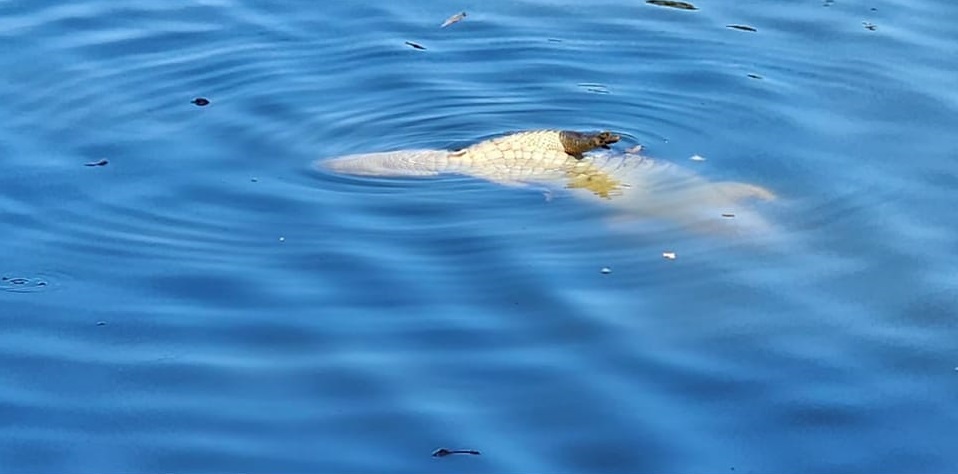 Jacaré é encontrado morto em lago de Ourinhos