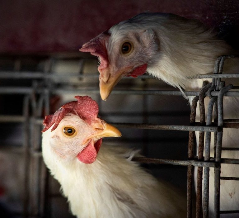 Gripe aviária leva Brasil a decretar emergência zoossanitária