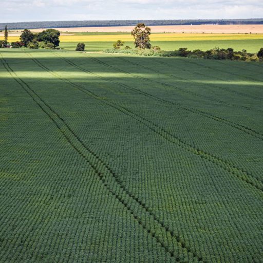 Projeto muda cálculo de preços de produtos agrícolas