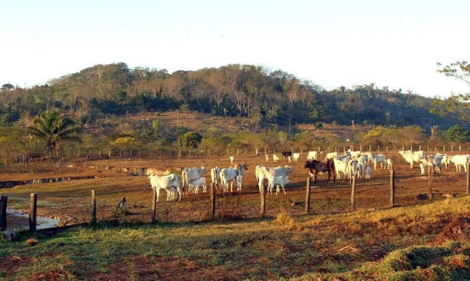 STF derruba liminar que suspendeu compra de terras por estrangeiros