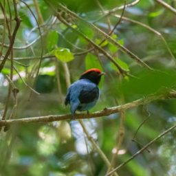 Garça é listada no Guia Estadual da Vida Silvestre