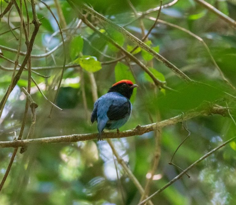 Garça é listada no Guia Estadual da Vida Silvestre