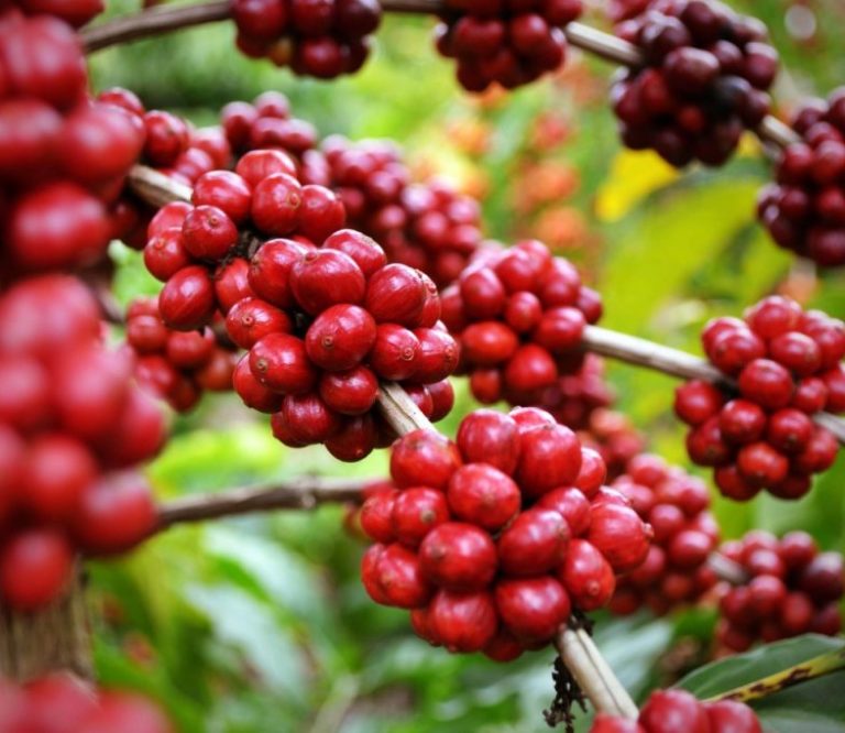 Garça tem curso gratuito ‘Boas Práticas em Processamento de Café’