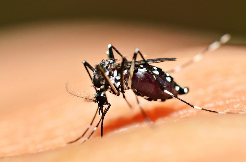 Santa Cruz divulga mais duas mortes por dengue