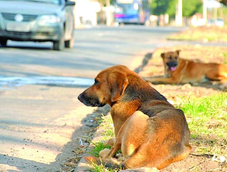 Prefeitura vai destinar R$ 2,4 mi para resgate de animais