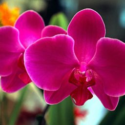 51º Exposição Nacional de Orquídeas em Assis tem início nesta sexta-feira