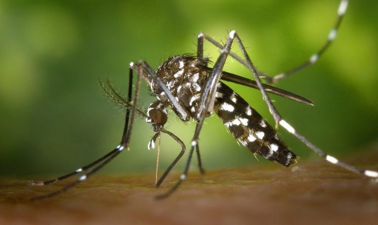 Bauru chega a oito mortes por dengue neste ano
