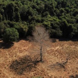 Desmatamento no Brasil cresceu 22% no ano passado