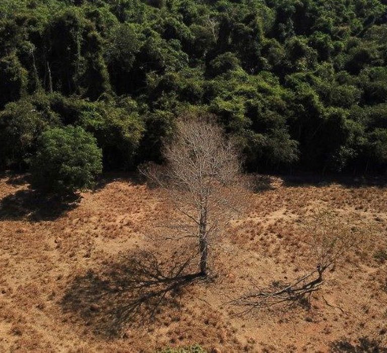 Desmatamento no Brasil cresceu 22% no ano passado