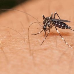 Bauru é a 2ª cidade do Estado com mais casos de dengue